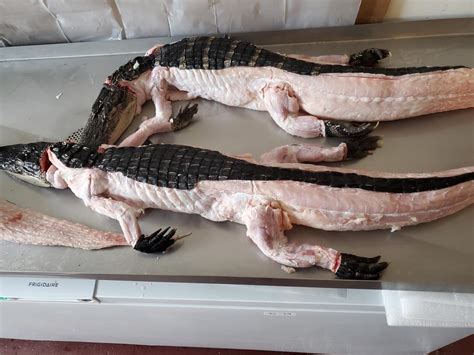 th?q=Where to buy alligator meat near me