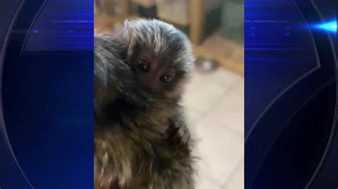 Where’s Pepe? Video shows woman snatching marmoset monkey from SW Miami-Dade pet store