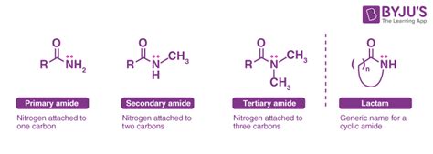 Where Are Amides Excreted? - FAQS Clear