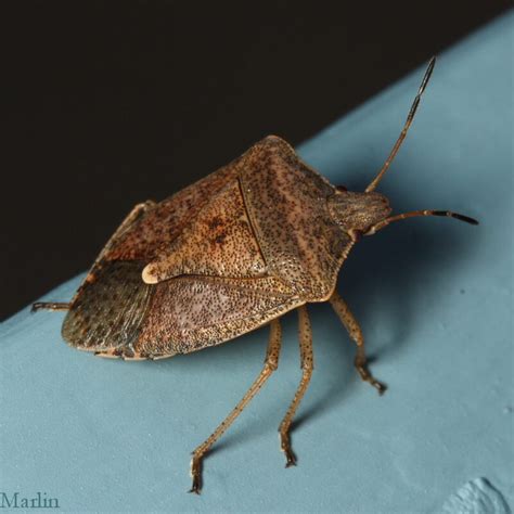 Where Are Brown Stink Bugs From? – School Of Bugs