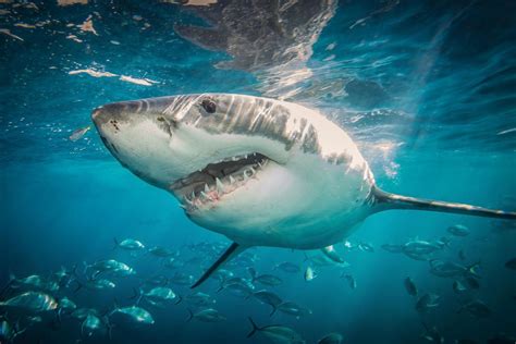 Where California lands on list of world’s most shark-filled waters