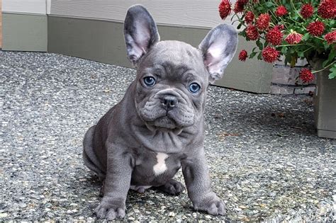 Where Can I Buy A French Bulldog Puppy Near Me