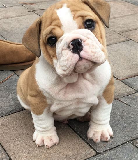 Where Can I Buy Bulldog Puppies