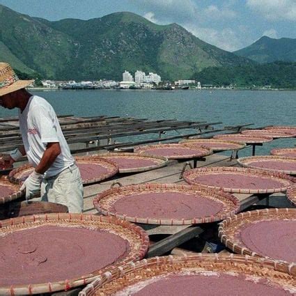 Where Cantonese chefs got their taste for shrimp paste