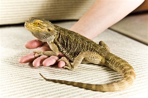 Where Do Bearded Dragons Like To Be Petted? - Taphibians