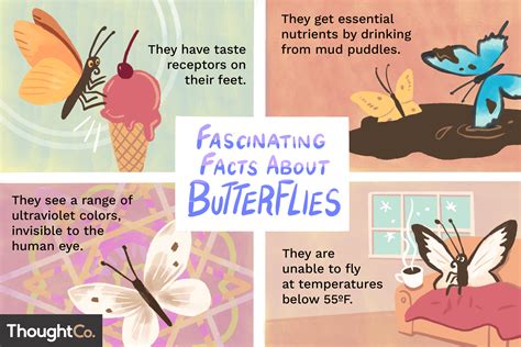 Where Do Butterflies Go In The Winter? - Butterfly Fun Facts