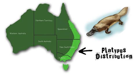 Where Do Platypus Live & What Do They Eat? - Study.com