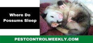 Where Do Possums Sleep [Places And Time] - Pest Control Weekly