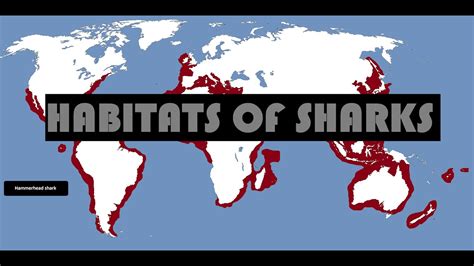 Where Do Sharks Live – 7 Common Habitats of Sharks