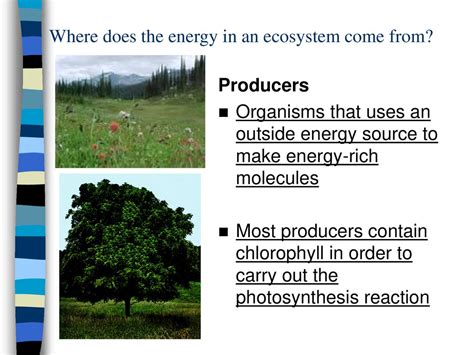 Where Does Energy in an Ecosystem Come From