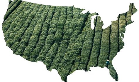 Where Tea is Grown in the United States and Canada - Kill …