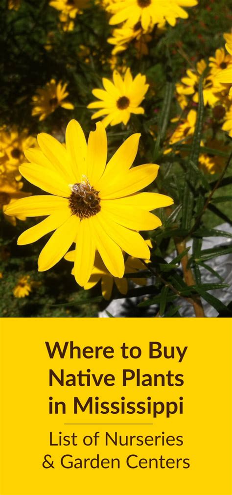 Where To Buy Native Plants in Mississippi - Garden Experiments