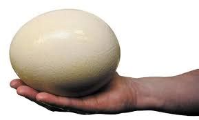 Where To Buy Ostrich Eggs: Its Uses And Benefits