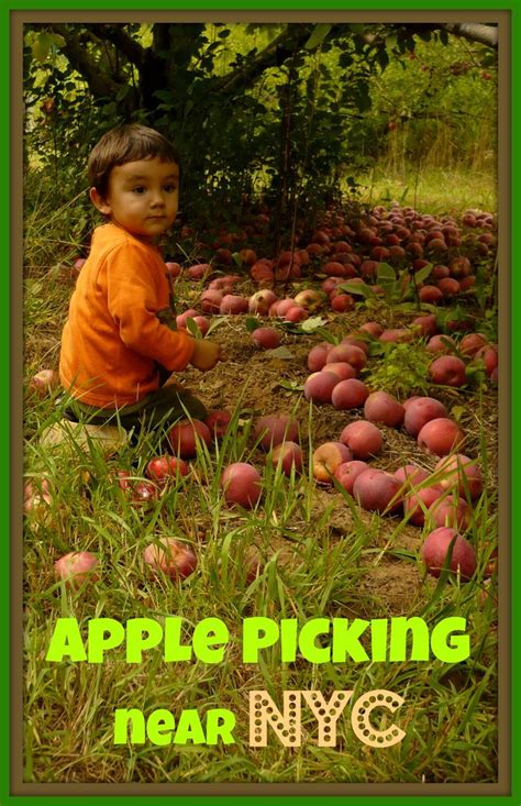 Where To Go Apple Picking near NYC - Mommy Poppins