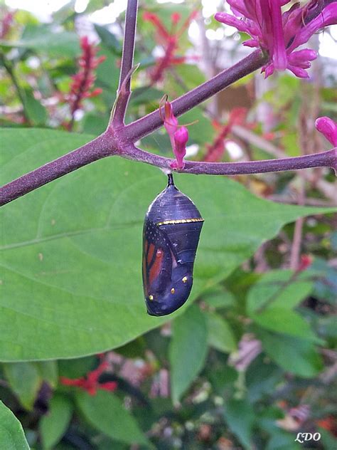 Where To Look For A Monarch Chrysalis In The …