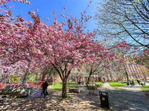 Where To See Cherry Blossom In Manchester - Secret Manchester