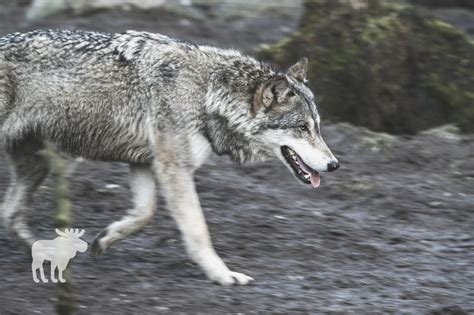 Where Wolves Run