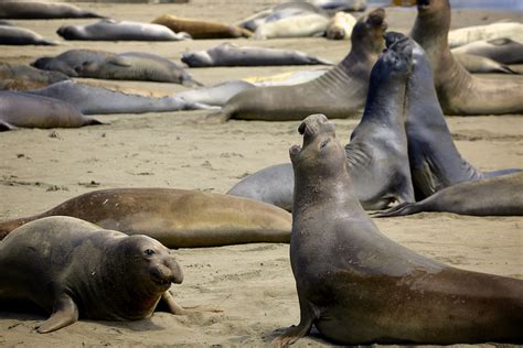 Where You Can Find Us Friends of the Elephant Seal