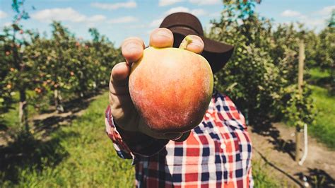 Where and when to go apple picking in the Capital Region