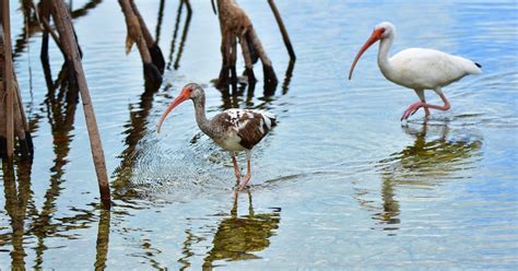 Where are Mangroves Found? - My Heart Lives Here