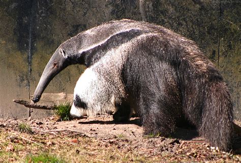 Anteaters are mammals that eat ants and termites, and belong to the order Pilosa. They have long tongues, tube-shaped mouths, and long foreclaws to defend their territories.. 