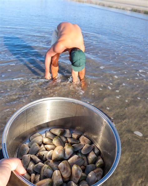 Where are clams found. Things To Know About Where are clams found. 
