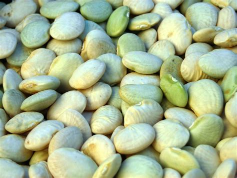 Lima beans are among the least tolerant of salinity or boron and tolerance limits are 1.5 dS/m and 0.75–1.0 ppm, respectively (Long et al., 2014). Bush types are normally sown at spacings of 20–30 cm within rows and 60-100 cm between rows.. 