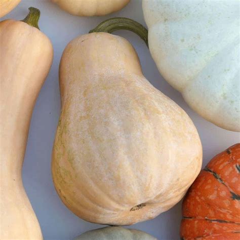 Pumpkins are believed to have originated in Central America. Seeds from pumpkin plants have been found in Mexico, dating back over 7000 years to 5500 B.C. Native American Indians used pumpkin as a staple in their diets, centuries before the pilgrims landed. When European settlers arrived, they saw the pumpkins grown by Native Americans.. 