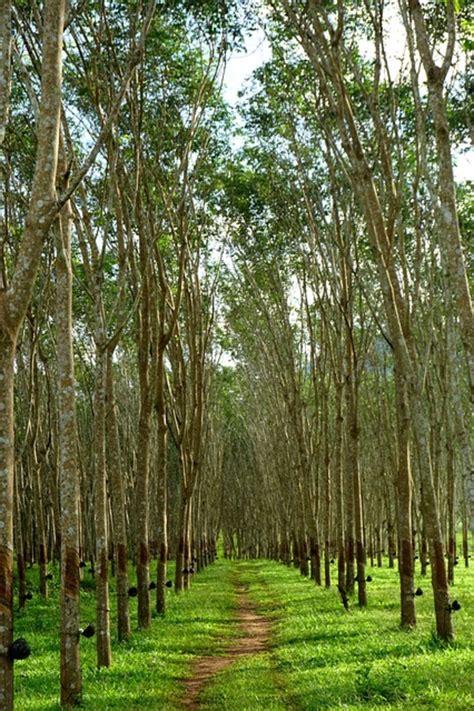 13 Ara 2011 ... The two centres of rubber tree crop are located in south east Asia (Thailand, Indonesia, Malaysia) where natural rubber production takes .... 