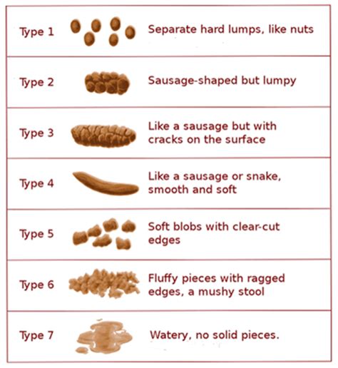 Where are stools formed? - Answers