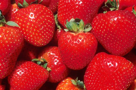 The garden strawberry was first bred in Brittany, France, in the 1750s via a cross of Fragaria virginiana from eastern North America and Fragaria chiloensis, which was brought from Chile by Amédée-François Frézier in 1714. [2] . 