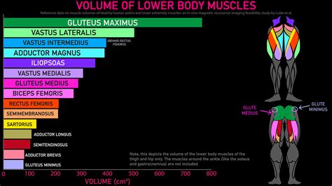 Where are the biggest and smallest muscles in the body?