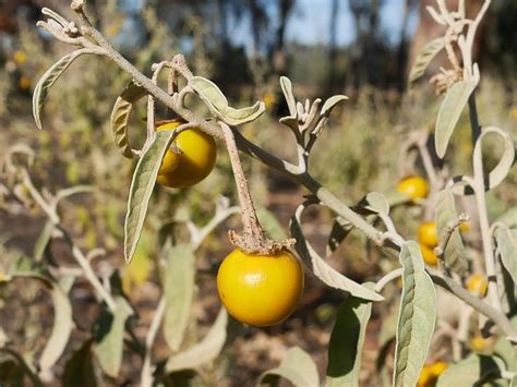 Where are tomatoes indigenous to. Things To Know About Where are tomatoes indigenous to. 