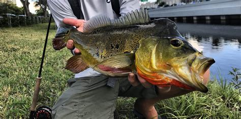 Where can I fish peacock bass in Miami? [Fact Checked!]