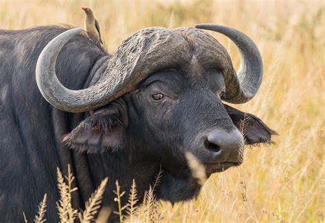 3-in-1 Buffalo Cows for sale in Limpopo, Makoppa MWSA088. R 210,000.00.. 