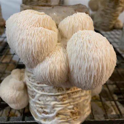 Where can i buy lion's mane mushrooms. Being used in traditional Chinese medicine for years, this Organic Lions Mane Powder is loved across the world and has an abundance of health benefits ... 