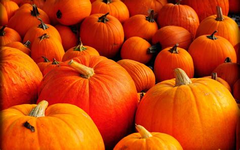 Where can i buy pumpkins. As the cooler weather approaches, it’s hard not to crave a warm, cozy drink to sip on. For many coffee lovers, that drink is none other than the iconic Pumpkin Spice Latte from Sta... 