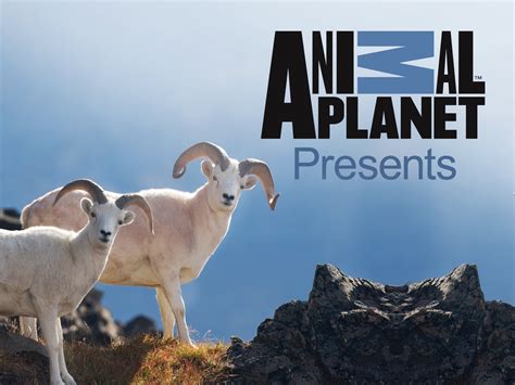 Where can i watch animal planet. Animal Planet is the world's only entertainment brand that immerses viewers in the full range of life in the animal kingdom with rich, deep content via multi... 