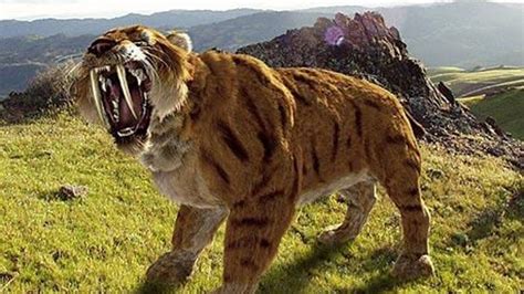 The last of the saber tooth tigers went extinct around 10,