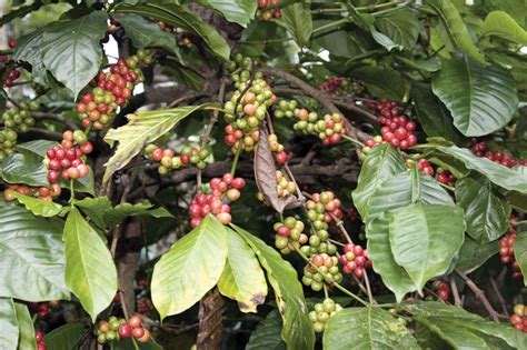 Where did coffee originate? Britannica