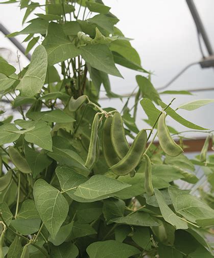 In its wild state, the Lima bean has a wide distribution ranging from northern Mexico to northern Argentina, at elevations from sea level to greater than 2000 m .... 