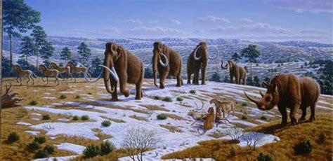 Woolly Mammoths are found throughout the Midwest. They are particularly common in sand and gravel deposits dating to the Last Glacial Maximum (18,000-24,000 years ago). At this time, the glaciers extended into the southern Great Lakes region, creating a band of relatively open, forest-tundra habitat south of the ice. 
