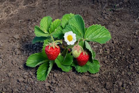 However, clayey soils will work if they are well drained. Planting in raised beds will improve soil drainage and aeration of heavy soils. Strawberry blossoms .... 