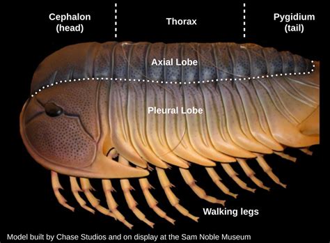 Trilobites existed for nearly 270 million years. Actually, not only di