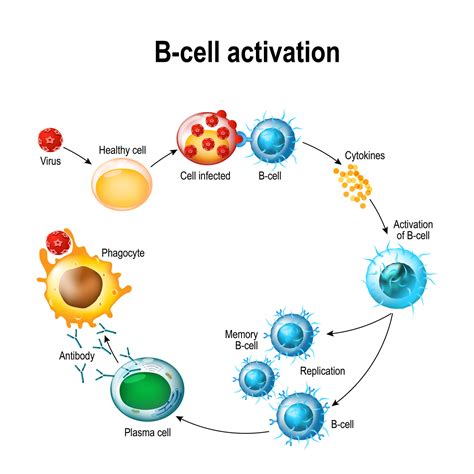 Where do B cells and T cells mature? - CBSE Tuts