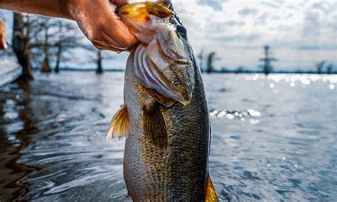 Where do bass go in the winter in lakes? [Expert Review!]