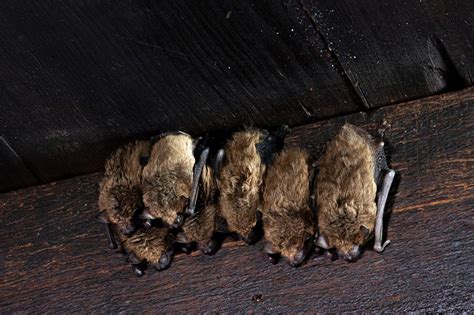 Where do bats go in the winter. Little brown bats, big brown bats, and eastern red bats hibernate during the winter. A place where an animal hibernates is called hibernacula. The ideal ... 