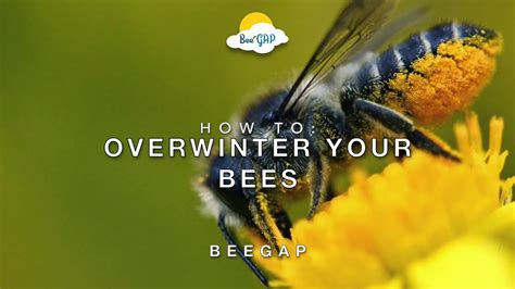 Where do bees go in the winter. Things To Know About Where do bees go in the winter. 