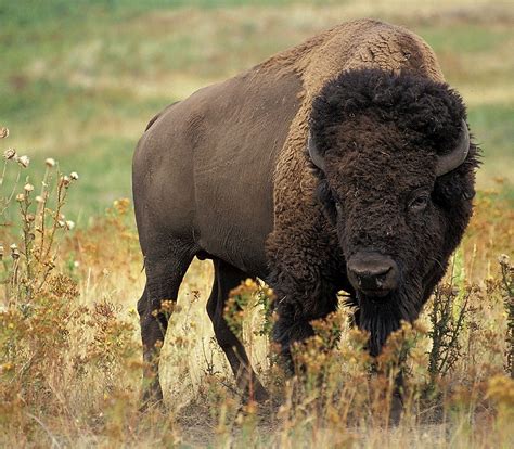 Where do bison live. Bison are big and hungry. Full-grown bison bulls stand about 6.5 feet at the shoulder and can weigh up to 2,000 pounds. They rarely eat forbs, like wildflowers, but prefer young, tender grasses and can consume more than 30 pounds of grass (air-dry weight) in a day. 