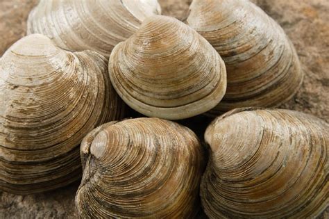 Where do most clams come from? Soft shell